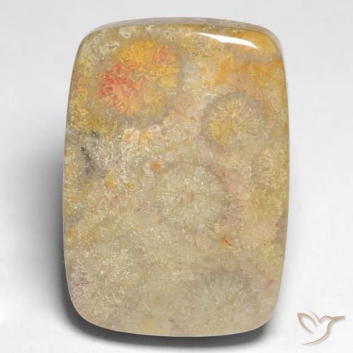Coral fóssil Multicolorido Natural 17.45ct, Almofada, Opaco