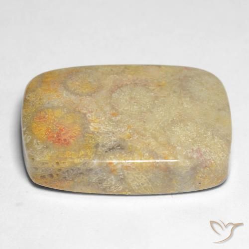 Coral fóssil Multicolorido Natural 17.45ct, Almofada, Opaco