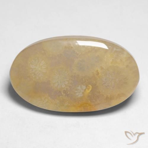 10.66ct Natural Multicolorido Coral fóssil, oval, Opaco