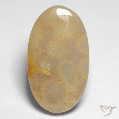 Coral fóssil Multicolorido Natural 10.66ct, oval, Opaco