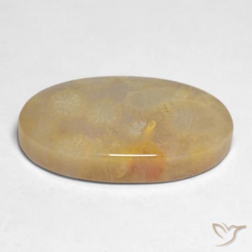 Coral fóssil Multicolorido Natural 10.66ct, oval, Opaco