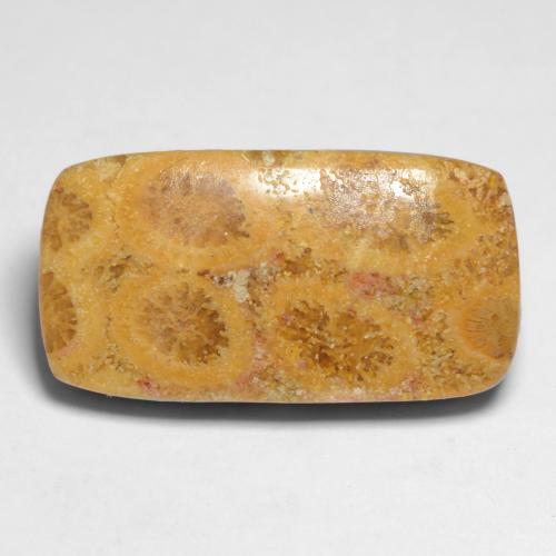 Coral fóssil multicolorido natural 11,20ct, almofada cortada, opaco