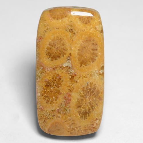 Coral fóssil multicolorido natural 11,20ct, almofada cortada, opaco