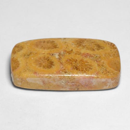 Coral fóssil multicolorido natural 11,20ct, almofada cortada, opaco