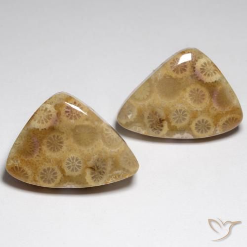 34.79ctw Natural Multicolorido Coral fóssil, Chique, Opaco