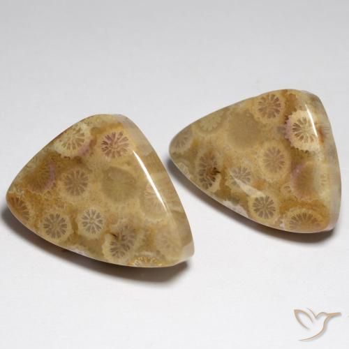 Pedras preciosas de Coral fóssil Multicolorido natural de 34.79 ct, Chique, Opaco