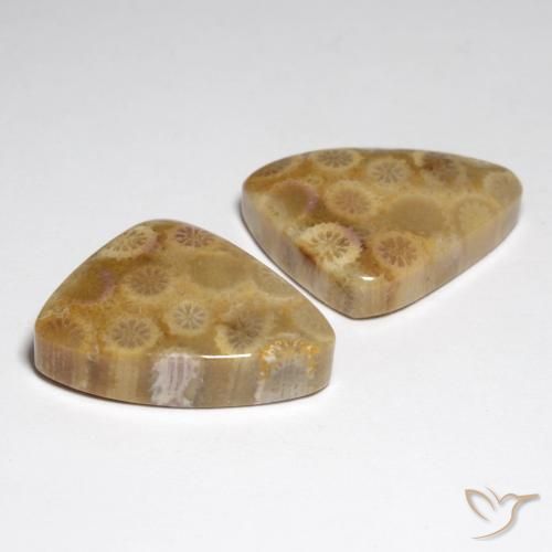 Pedras preciosas de Coral fóssil Multicolorido natural de 34.79 ct, Chique, Opaco