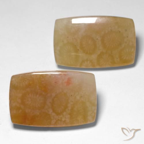 Pedras preciosas de Coral fóssil Multicolorido natural de 31.00 ct, Almofada, Translúcido