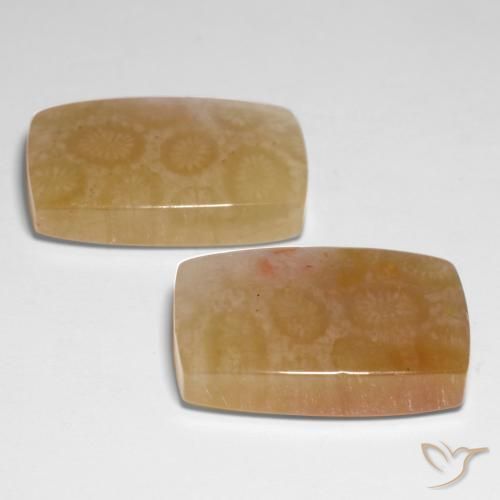 Pedras preciosas de Coral fóssil Multicolorido natural de 31.00 ct, Almofada, Translúcido