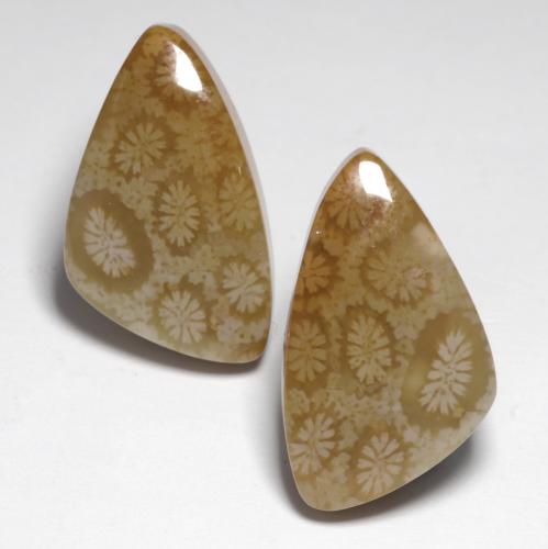 Pedras preciosas de Coral fóssil Multicolorido natural de 24.76 ct, Forma extravagante, Opaco