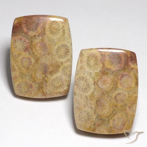 Pedras preciosas de Coral Fóssil Multicolorido natural de 36,05 ct, Almofada cortada, Opaco