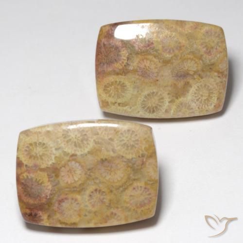 Pedras preciosas de Coral Fóssil Multicolorido natural de 36,05 ct, Almofada cortada, Opaco