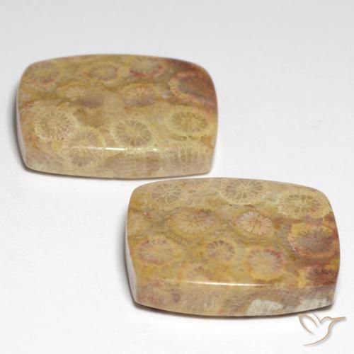 Pedras preciosas de Coral Fóssil Multicolorido natural de 36,05 ct, Almofada cortada, Opaco