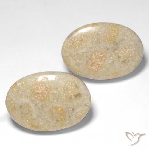 Pedras preciosas de Coral fóssil Multicolorido natural de 22.68 ct, oval, Opaco