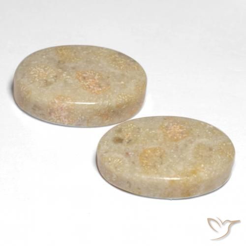 Pedras preciosas de Coral fóssil Multicolorido natural de 22.68 ct, oval, Opaco