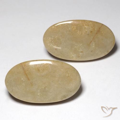 Pedras preciosas de Coral fóssil Multicolorido natural de 27.57 ct, oval, Opaco