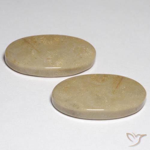 Pedras preciosas de Coral fóssil Multicolorido natural de 27.57 ct, oval, Opaco