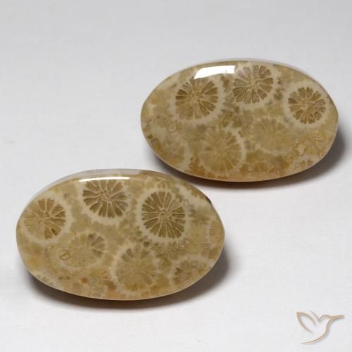 Pedras preciosas de Coral fóssil Multicolorido natural de 23.24 ct, oval, Opaco