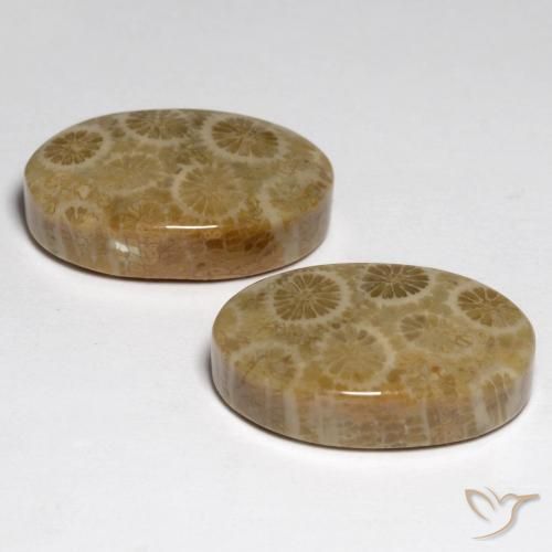 Pedras preciosas de Coral fóssil Multicolorido natural de 23.24 ct, oval, Opaco