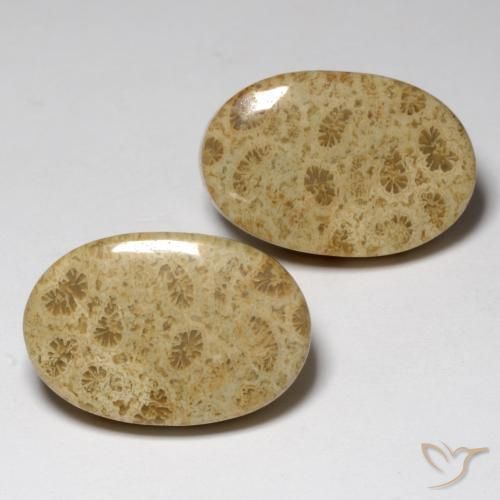 Pedras preciosas de Coral fóssil Multicolorido natural de 23.80 ct, oval, Opaco