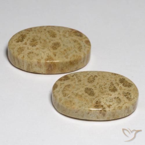 Pedras preciosas de Coral fóssil Multicolorido natural de 23.80 ct, oval, Opaco