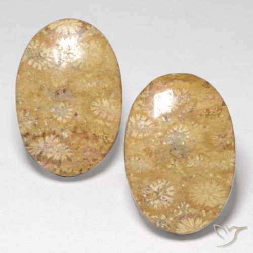25.82ctw Natural Multicolorido Coral fóssil, oval, Opaco