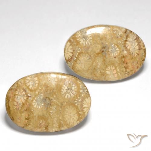 Pedras preciosas de Coral fóssil Multicolorido natural de 25.82 ct, oval, Opaco