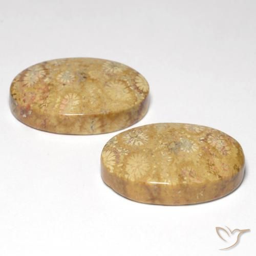 Pedras preciosas de Coral fóssil Multicolorido natural de 25.82 ct, oval, Opaco