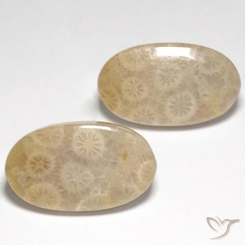 Pedras preciosas de Coral fóssil Multicolorido natural de 21.21 ct, oval, Translúcido