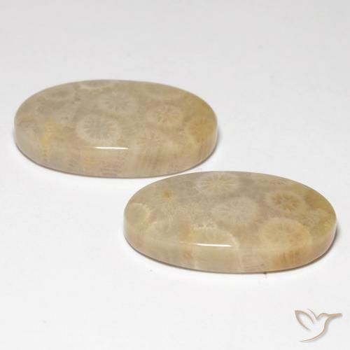 Pedras preciosas de Coral fóssil Multicolorido natural de 21.21 ct, oval, Translúcido