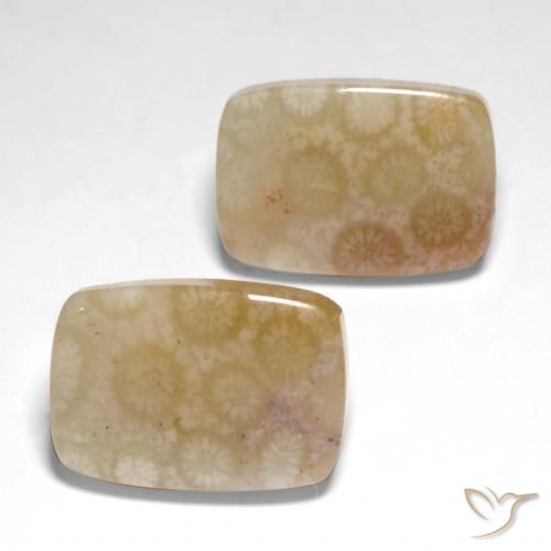 Pedras preciosas de Coral fóssil Multicolorido natural de 26.04 ct, Almofada, Translúcido