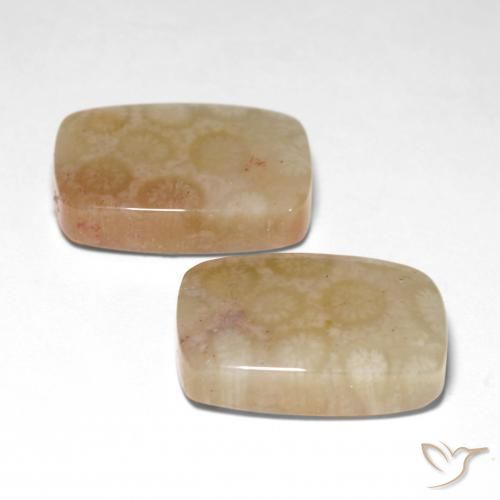 Pedras preciosas de Coral fóssil Multicolorido natural de 26.04 ct, Almofada, Translúcido