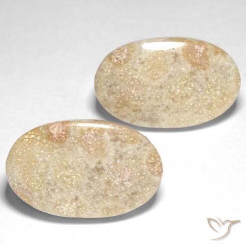 Pedras preciosas de Coral fóssil Multicolorido natural de 29.31 ct, oval, Opaco
