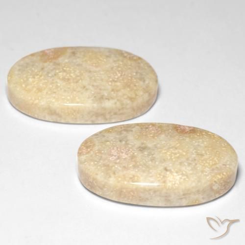 Pedras preciosas de Coral fóssil Multicolorido natural de 29.31 ct, oval, Opaco