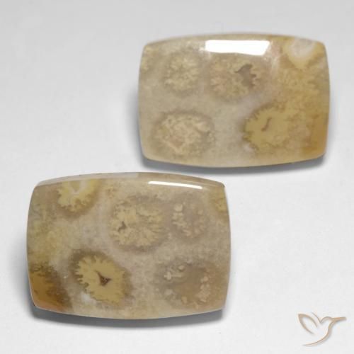 Pedras preciosas de Coral fóssil Multicolorido natural de 23.83 ct, Almofada, Opaco