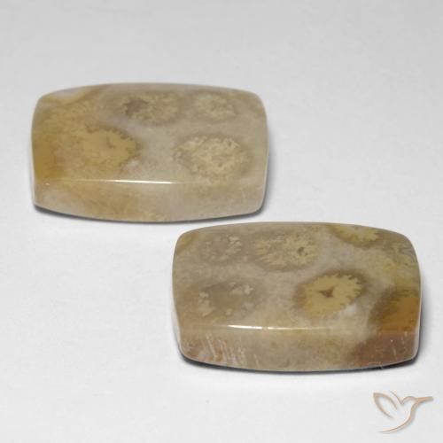 Pedras preciosas de Coral fóssil Multicolorido natural de 23.83 ct, Almofada, Opaco