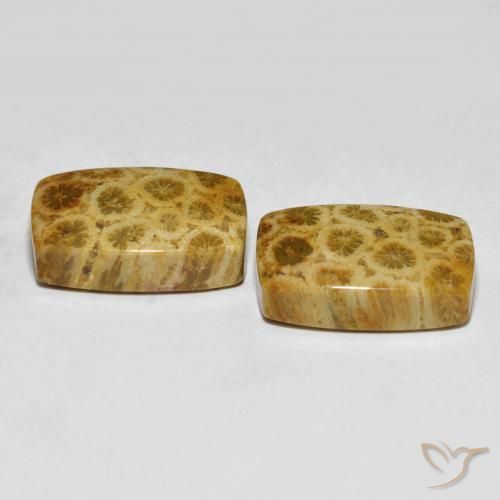 Pedras preciosas de Coral fóssil Multicolorido natural de 25.29 ct, Almofada, Opaco