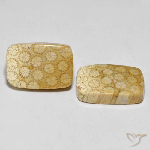 Pedras preciosas de Coral fóssil Multicolorido natural de 33.38 ct, Almofada, Opaco