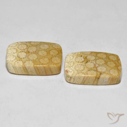 Pedras preciosas de Coral fóssil Multicolorido natural de 33.38 ct, Almofada, Opaco