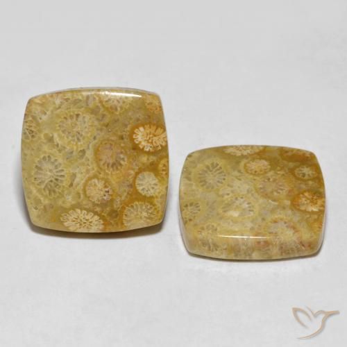 Pedras preciosas de Coral fóssil Multicolorido natural de 24.61 ct, Almofada, Opaco