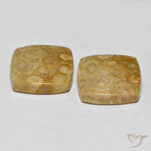 Pedras preciosas de Coral fóssil Multicolorido natural de 24.61 ct, Almofada, Opaco