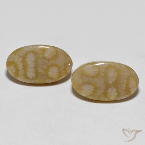 20.80ctw Natural Multicolorido Coral fóssil, oval, Opaco