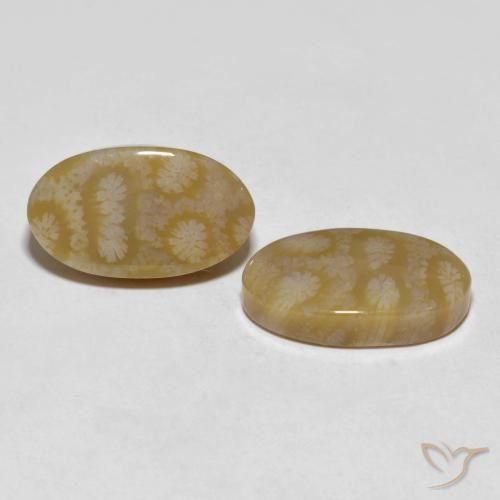 Pedras preciosas de Coral fóssil Multicolorido natural de 20.80 ct, oval, Opaco