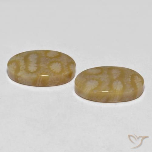 Pedras preciosas de Coral fóssil Multicolorido natural de 20.80 ct, oval, Opaco