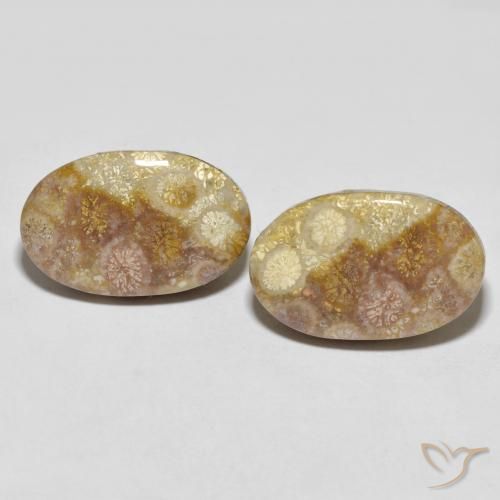 35.47ctw Natural Multicolorido Coral fóssil, oval, Opaco