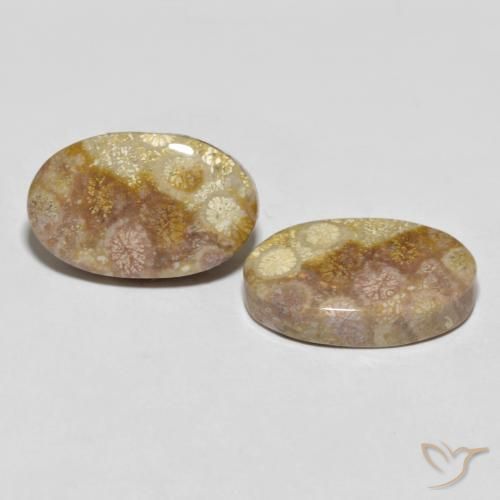 Pedras preciosas de Coral fóssil Multicolorido natural de 35.47 ct, oval, Opaco