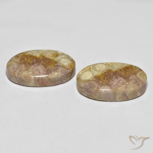 Pedras preciosas de Coral fóssil Multicolorido natural de 35.47 ct, oval, Opaco