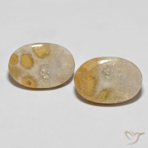25.55ctw Natural Multicolorido Coral fóssil, oval, Opaco