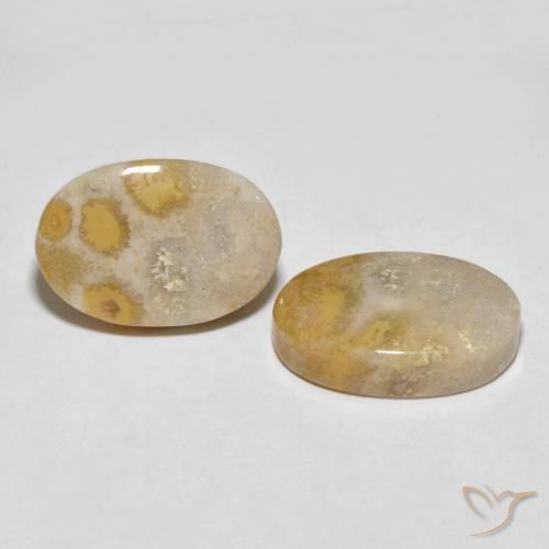 Pedras preciosas de Coral fóssil Multicolorido natural de 25.55 ct, oval, Opaco