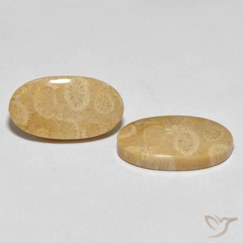 Pedras preciosas de Coral fóssil Multicolorido natural de 27.45 ct, oval, Opaco
